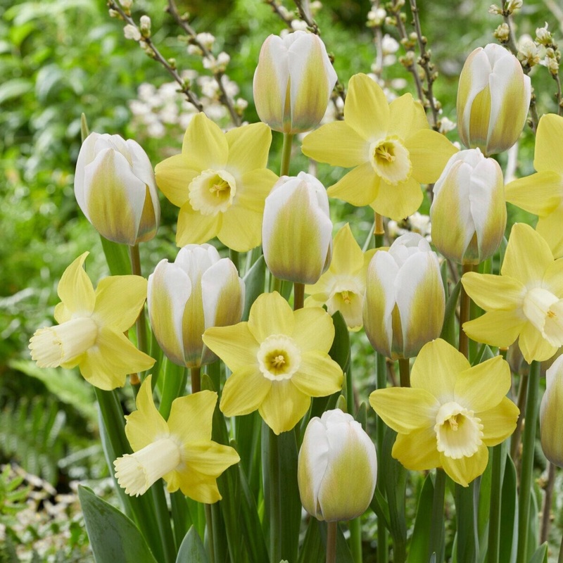 Hello Sunshine Bulb Mix|25-pack