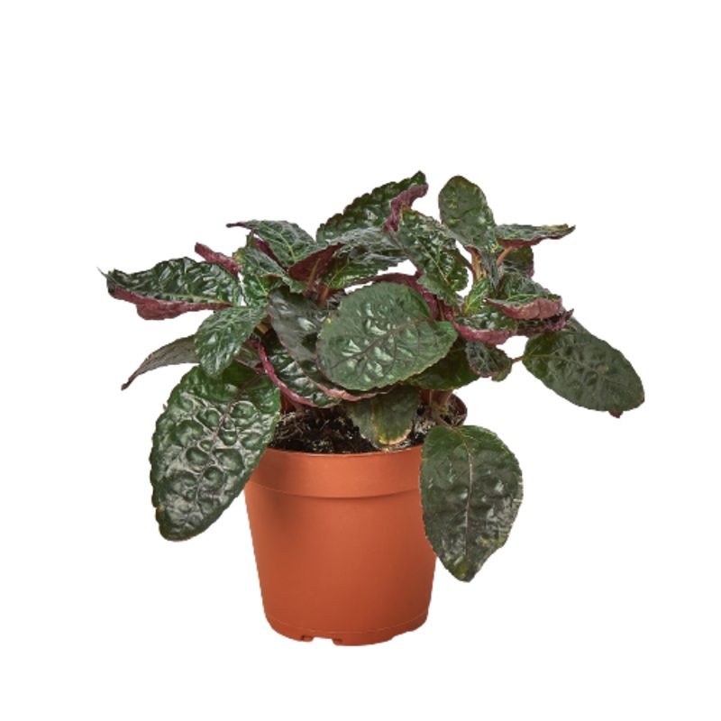 Hemigraphis ‘Purple Waffle’|4″ Pot