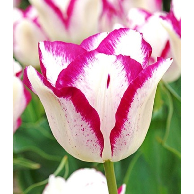 Hotpants Tulip Bulbs|20-pack
