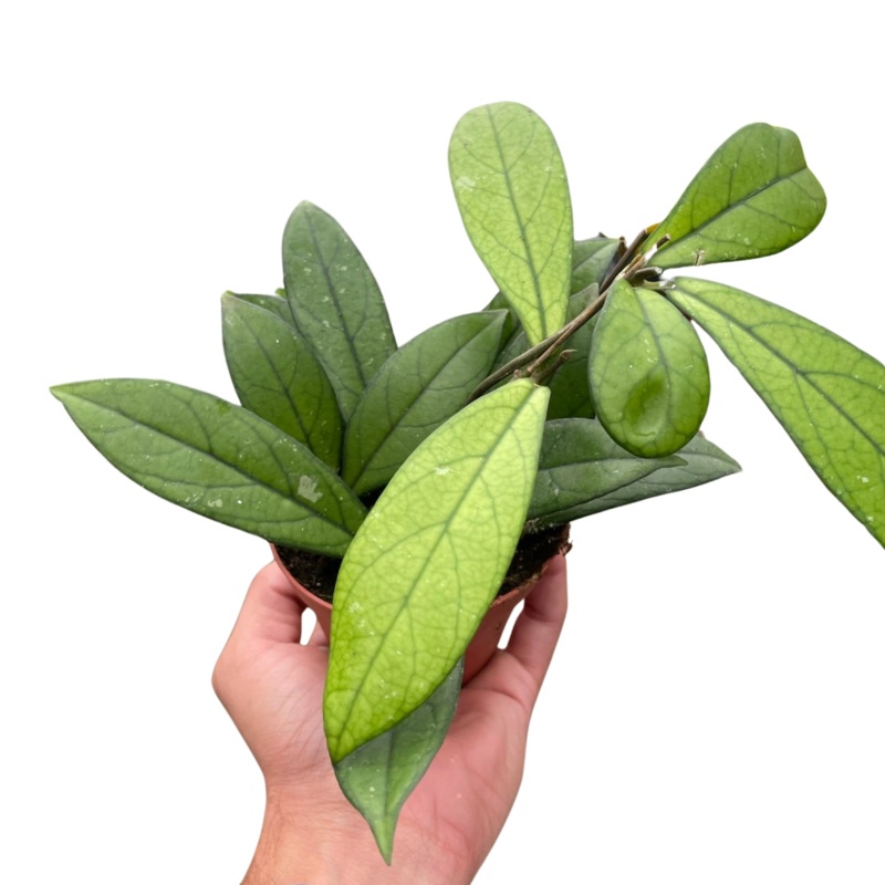 Hoya ‘Crassipetiolata’|4″ Pot|6″ Pot
