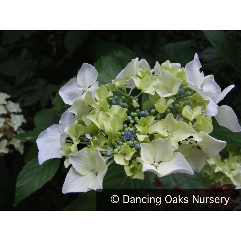 Hydrangea macrophylla ‘Beaute Vendomoise’, Florist’s Hydrangea