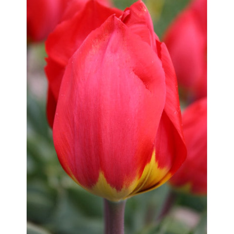 Ile De France Tulip Bulbs|20-pack