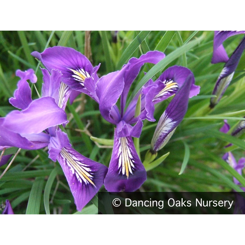 Iris tenax, Oregon Iris or Tough-Leaf Iris