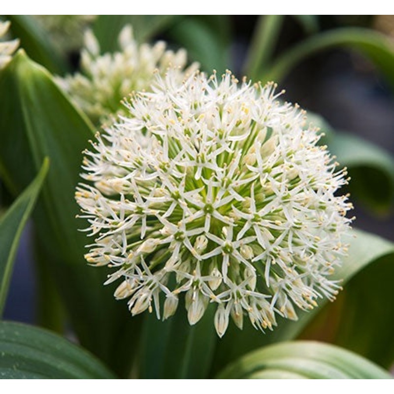 Ivory Queen Allium Bulbs|5-pack