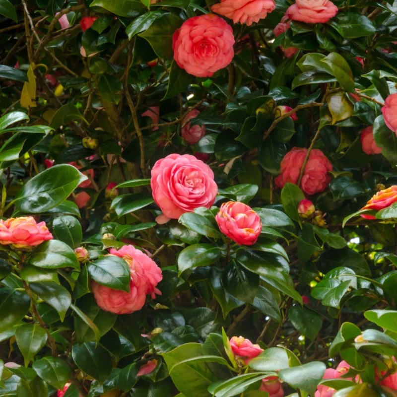 Jack’s Camellia|3 Gallon