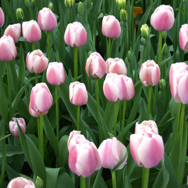 Jacuzzi Tulip Bulbs|20-pack