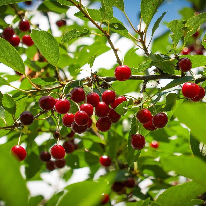 Juliet Cherry Tree|3 Gallon