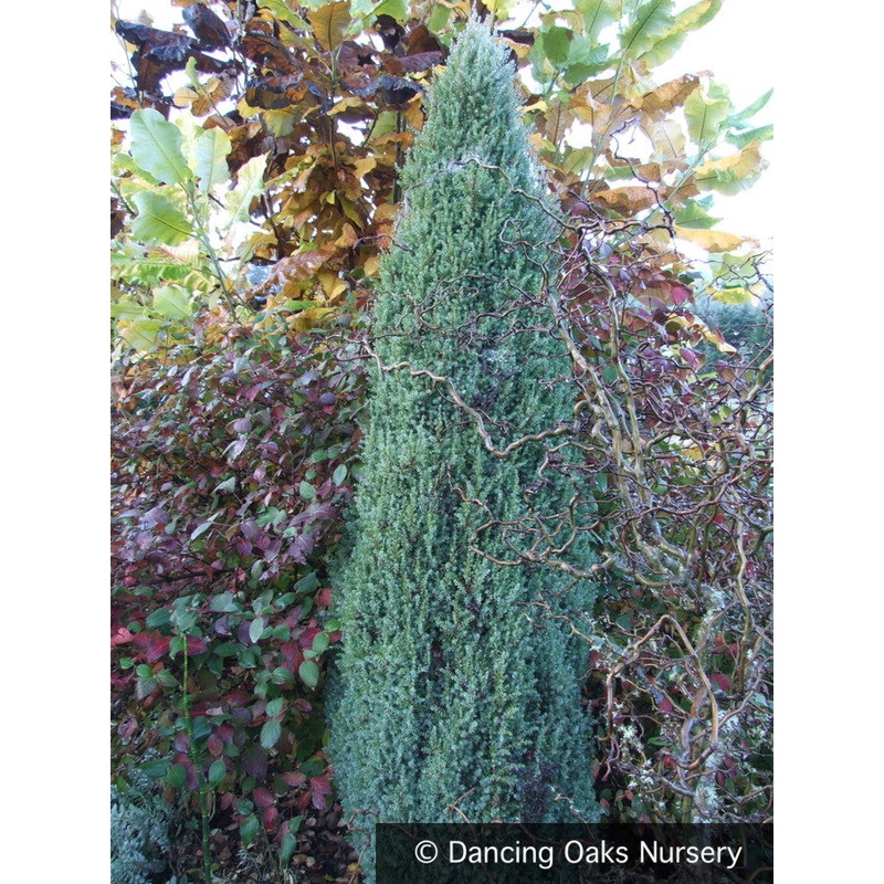 Juniperus communis ‘Compressa’