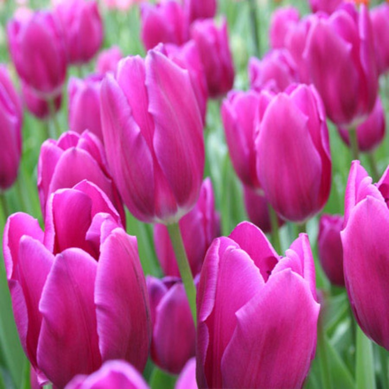 Kansas Proud Tulip Bulbs|20-pack