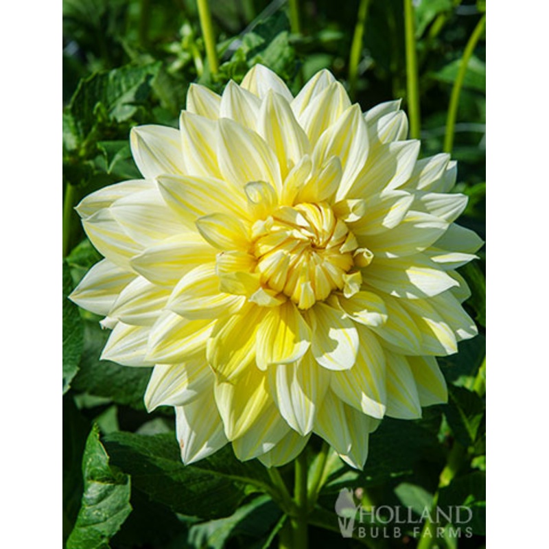 La Luna Dahlia Bulbs|3-pack