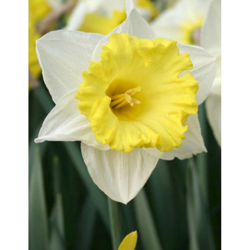 Las Vegas Daffodil Bulbs|10-pack