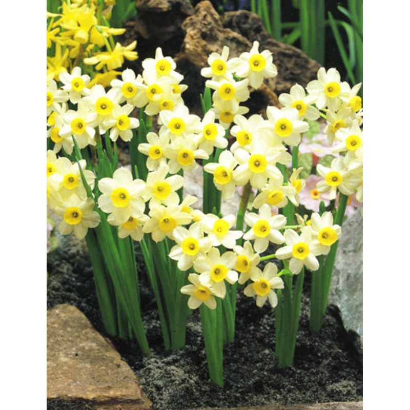 Minnow Daffodil Bulbs|10-pack
