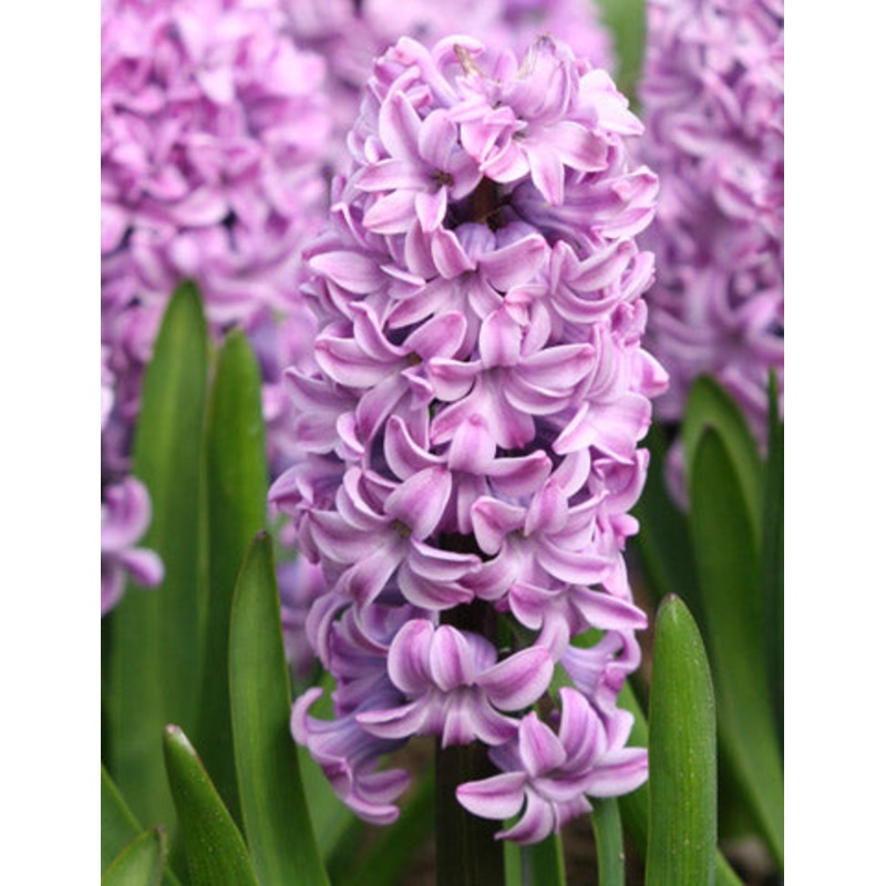 Miss Saigon Hyacinth Bulbs|5-pack