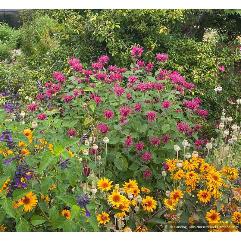 Monarda hybrid ‘Raspberry Wine’