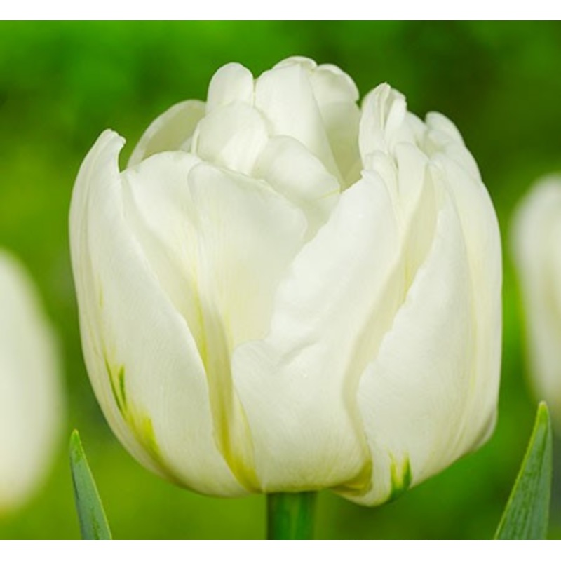 Mount Tacoma Tulip Bulbs|20-pack