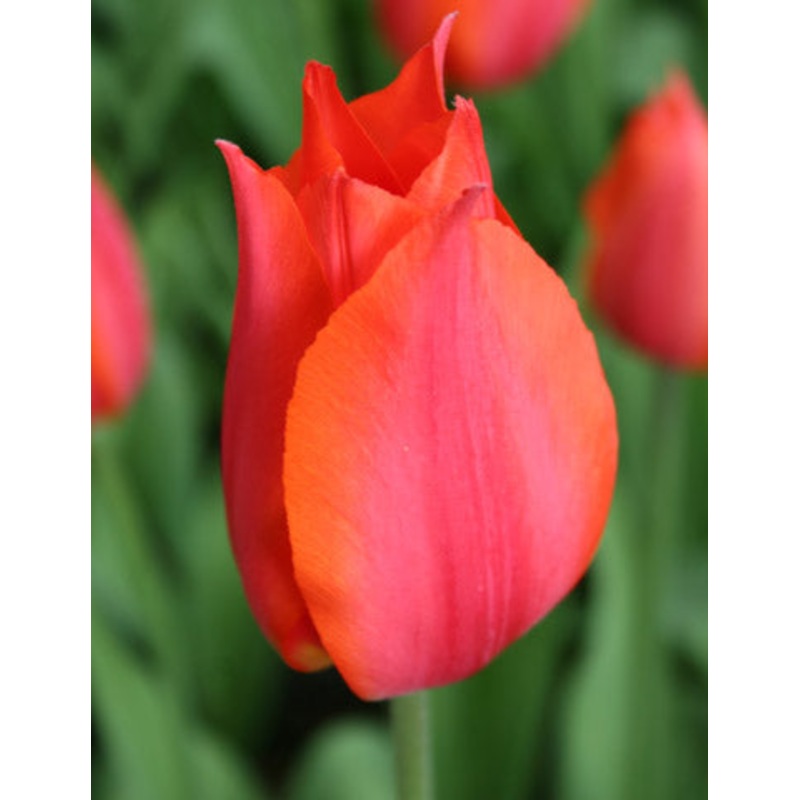 Orange Cassini Tulip Bulbs|20-pack