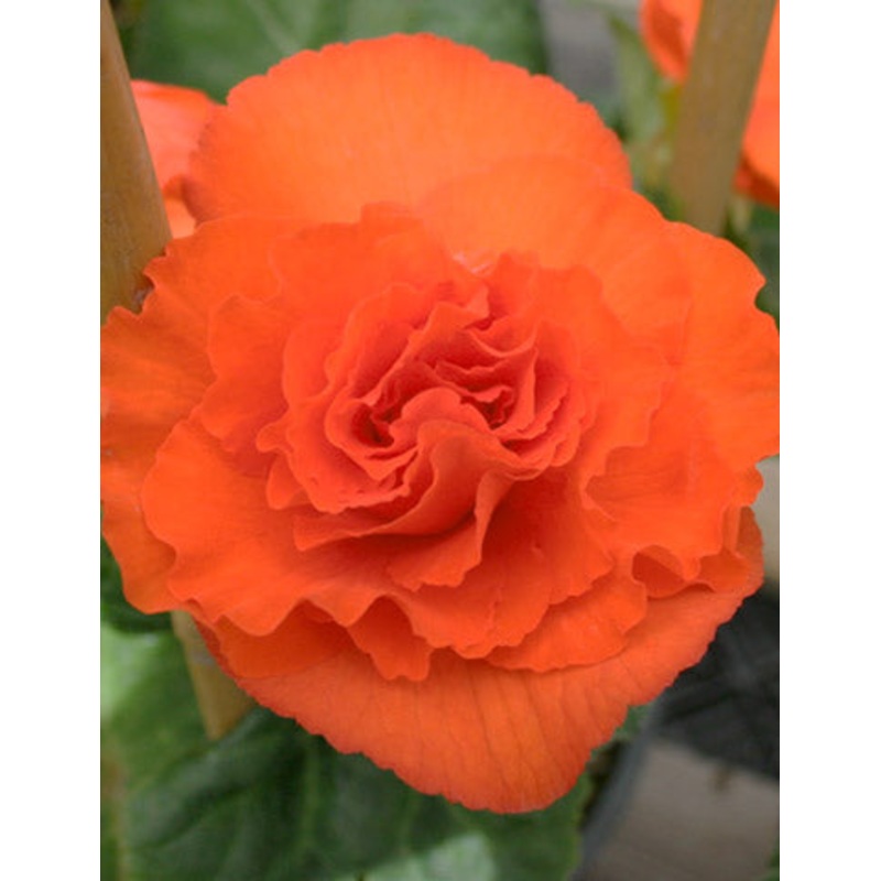 Orange Double Begonia Bulbs|5-pack