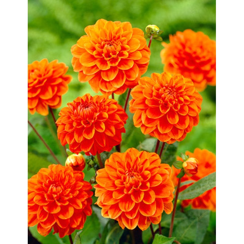 Orange Nugget Dahlia Bulbs|3-pack
