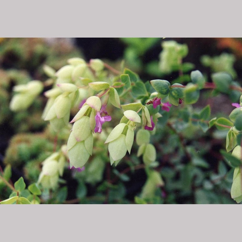 Origanum libanoticum, Cascading Hopflower