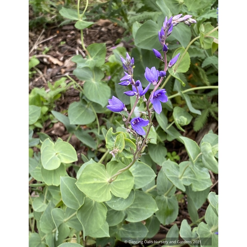 Parahebe perfoliata, Digger’s Speedwell