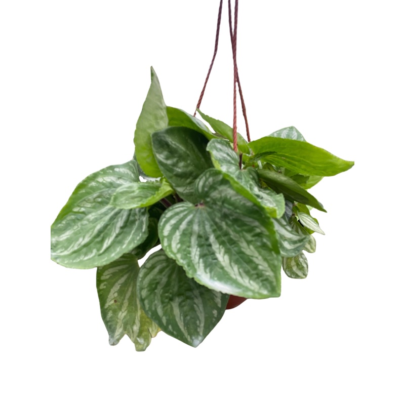 Peperomia Ecuador|4″ Pot|6″ Pot