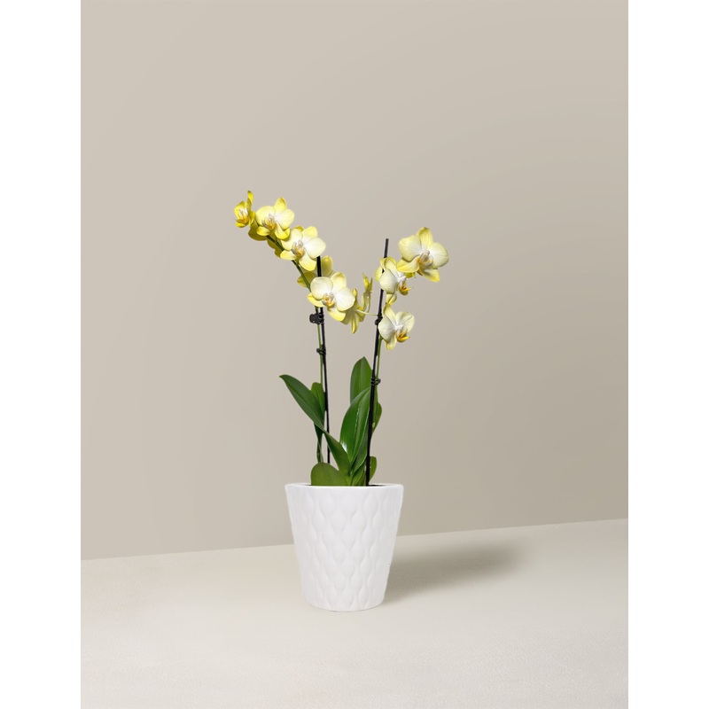 Petite Yellow Orchid|Small|Quilted|White