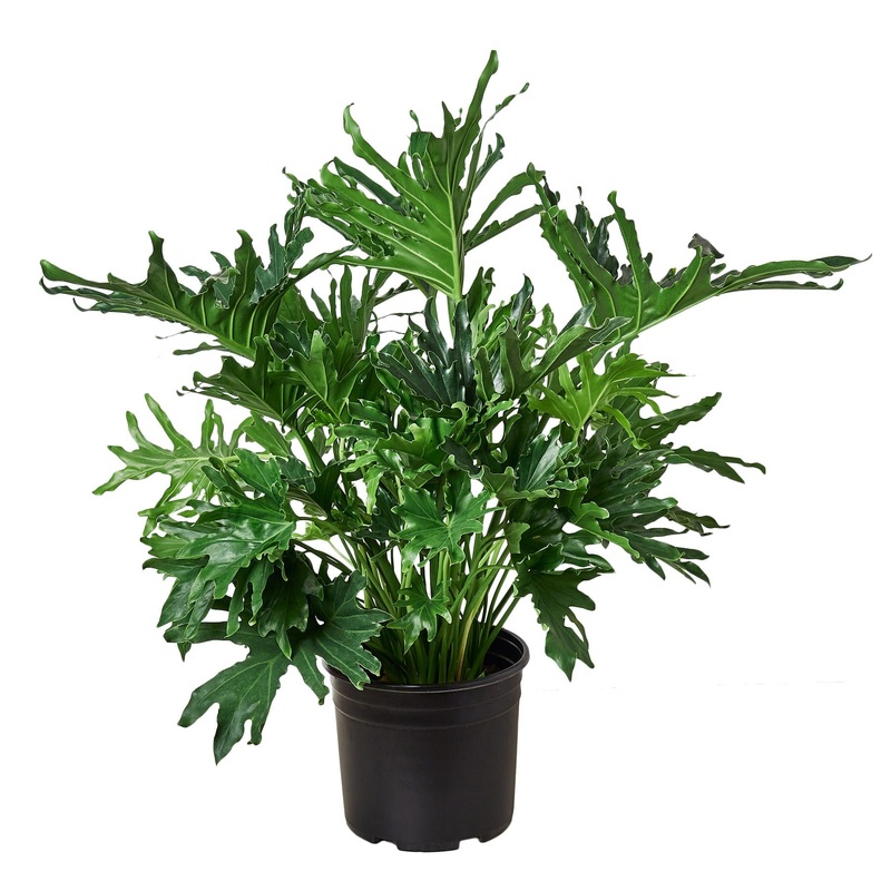 Philodendron Lickety Split’|8″ Pot