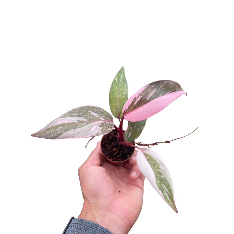 Philodendron ‘Marble Pink Princess’