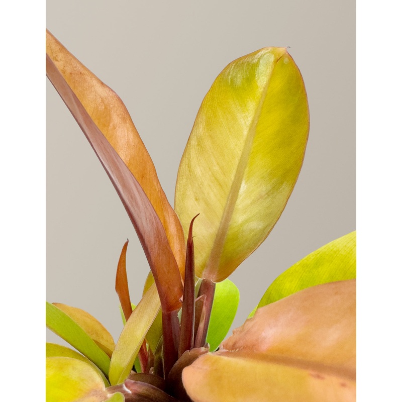 Philodendron Prince of Orange|Small|Grow Pot|Hyde|Grant|Plastic|Olive|Cream|Black