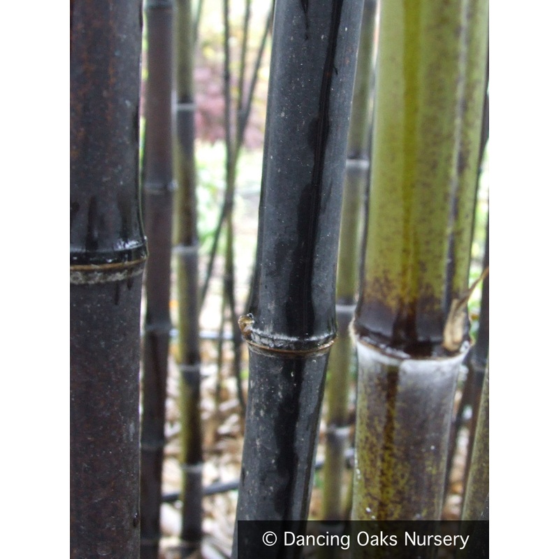 Phyllostachys nigra, Black Bamboo