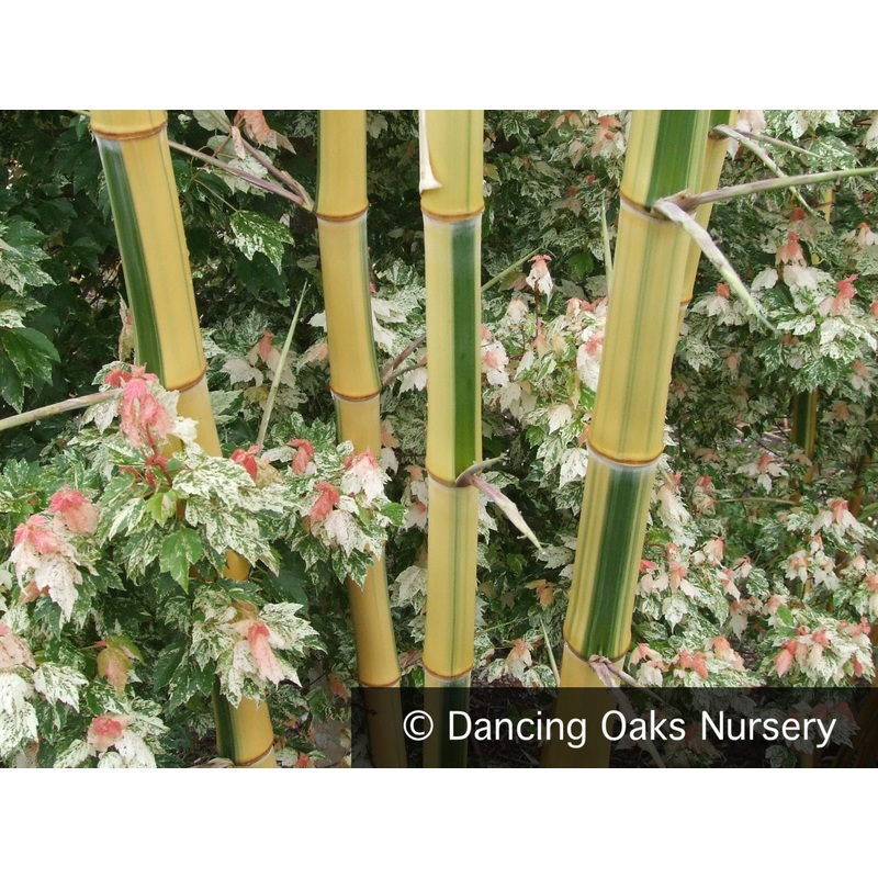 Phyllostachys vivax ‘Huangwenzhu Inversa’, Kimmei Vivax Bamboo