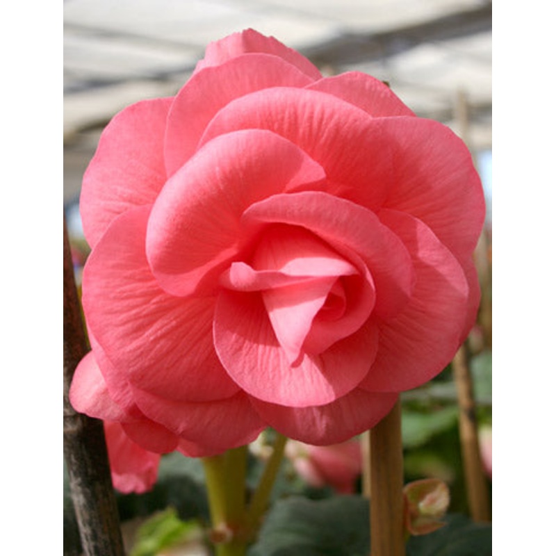Pink Double Begonia|5-pack