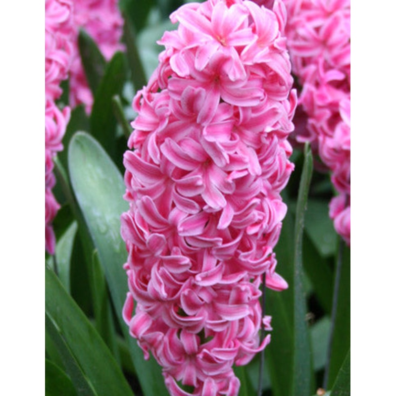 Pink Pearl Hyacinth Bulbs|5-pack