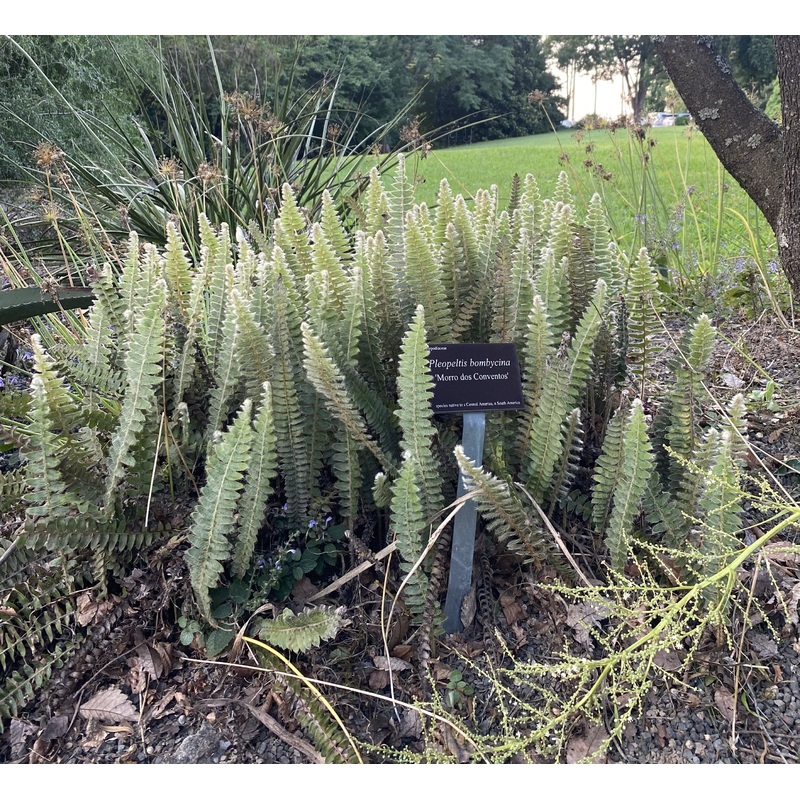 Pleopeltis lepidopteris ‘Morro dos Conventos’, Brazilian Hairy Sword Fern