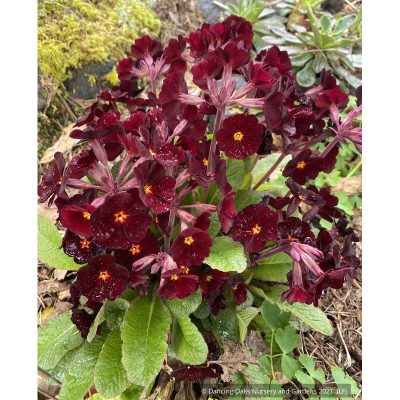 Primula polyanthus ‘Fireflies’, Primrose