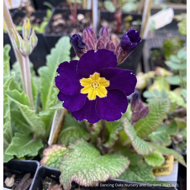 Primula polyanthus ‘Midnight’, Primrose