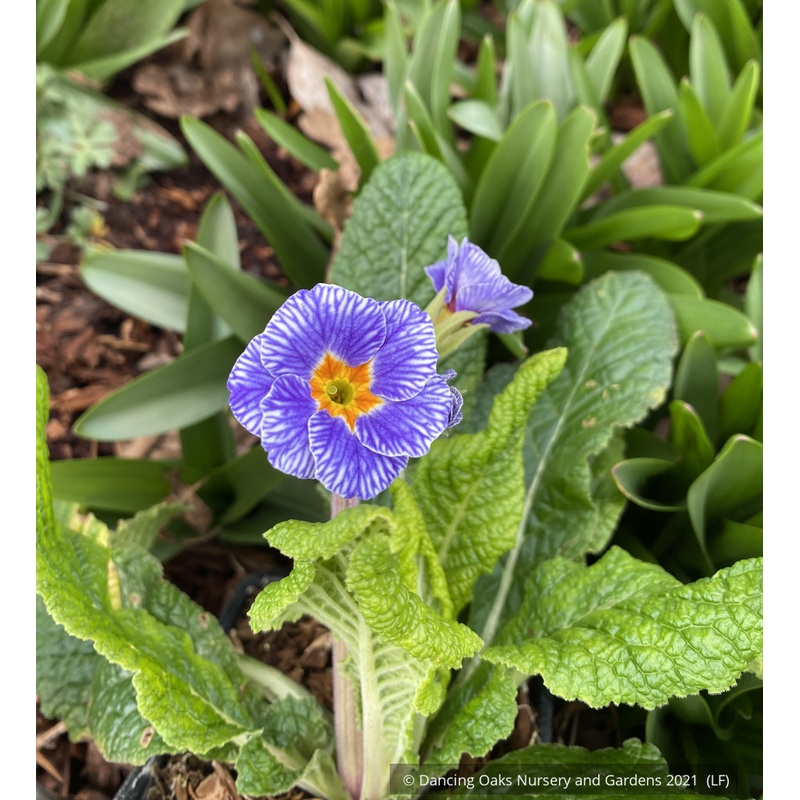 Primula polyanthus ‘Striped Victorians’, Primrose