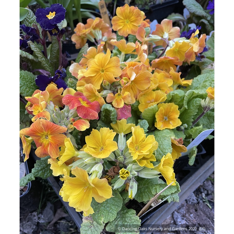 Primula polyanthus ‘Tango’, Primrose