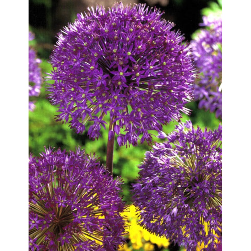 Purple Sensation Allium Bulbs|5-pack