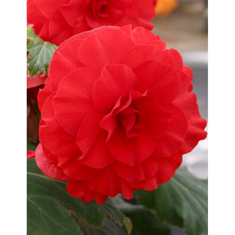 Red Double Begonia Bulbs|5-pack