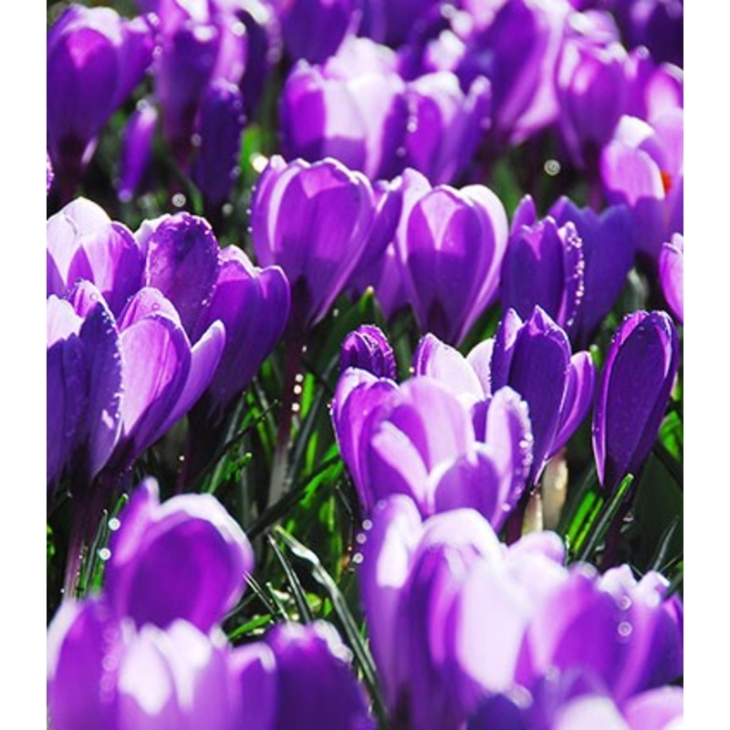 Remembrance Crocus Bulbs|25-pack