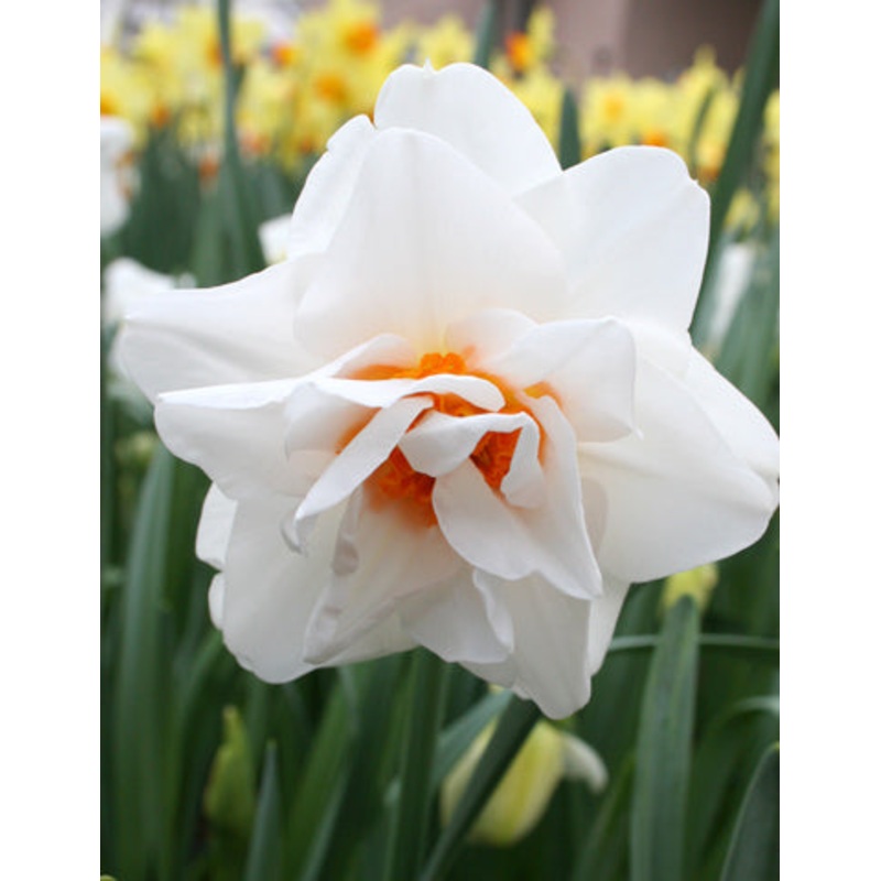 Replete Pink Daffodil Bulbs|10-pack