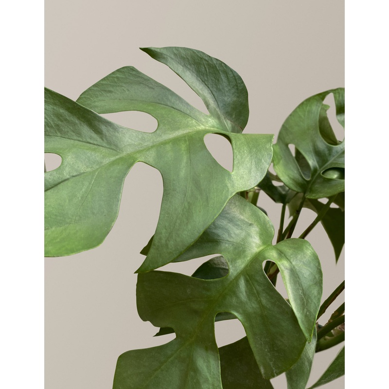 Rhaphidophora Monstera Ginny|Medium|Isabella|Hyde|Grant|Grow Pot|Blush|Chocolate|Dusty Rose|Half Dusty Rose|Rose Gold|Sea Glass|Black|Cream|Plastic