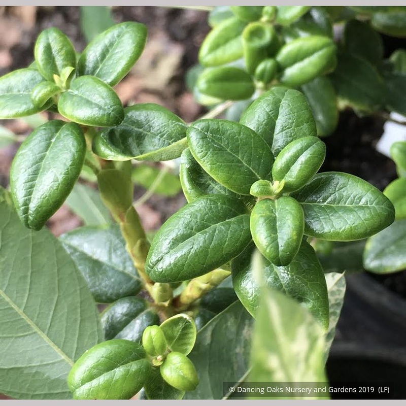 Rhododendron megeratum|3 qt
