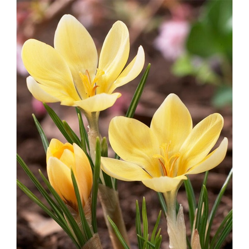 Romance Crocus Bulbs|25-pack