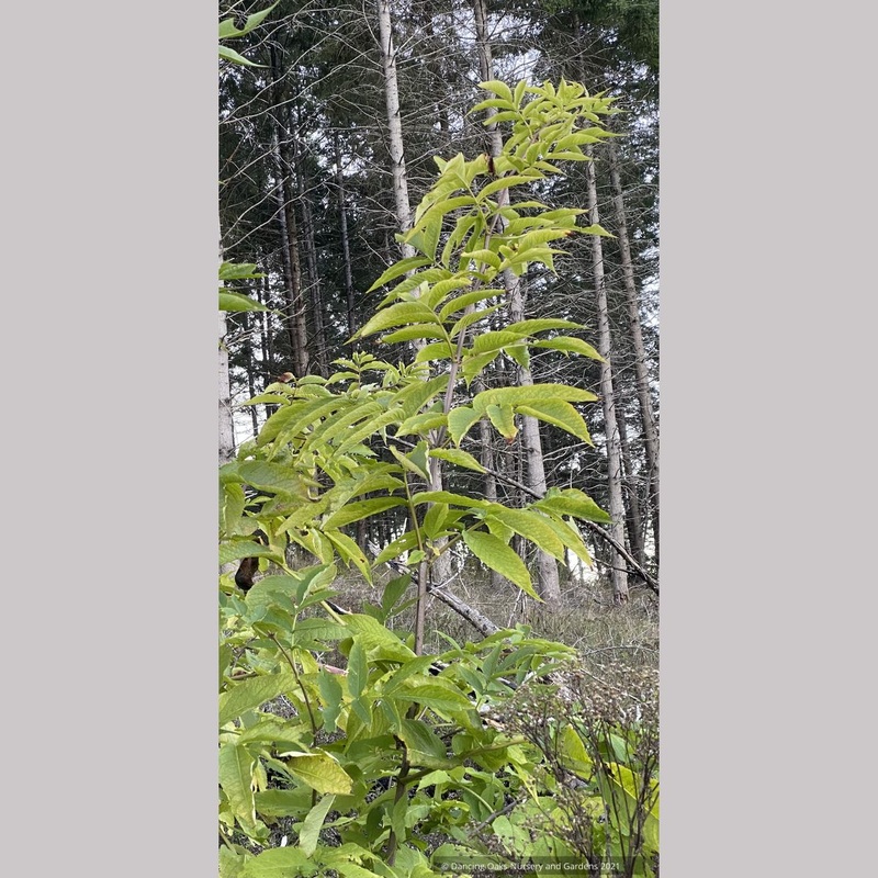 Sambucus nigra subsp. caerulea (syn. Sambucus mexicana), Blue Elderberry