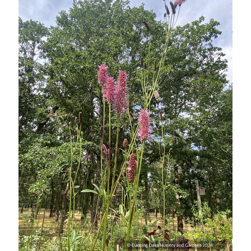 Sanguisorba officinalis ‘Blackthorn’, Burnet