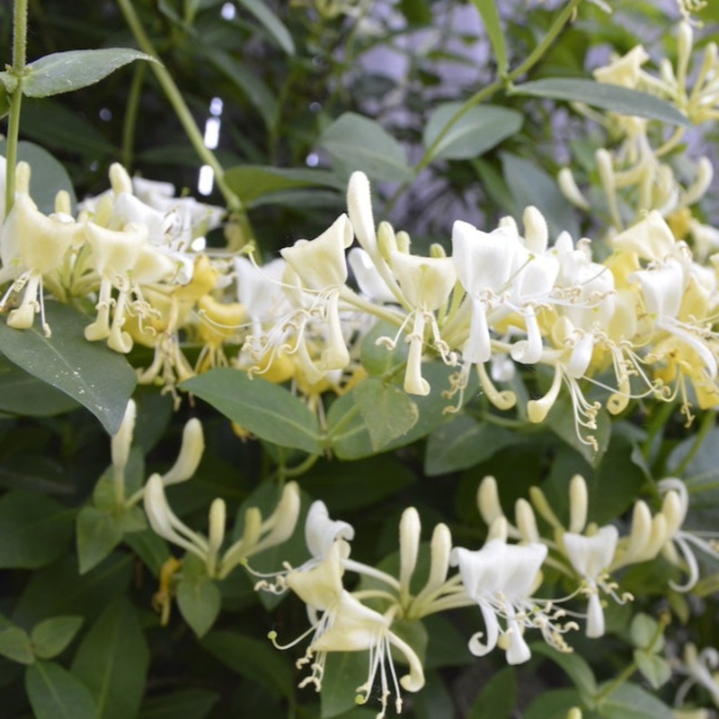 ‘Scentsation’ Honeysuckle Vine