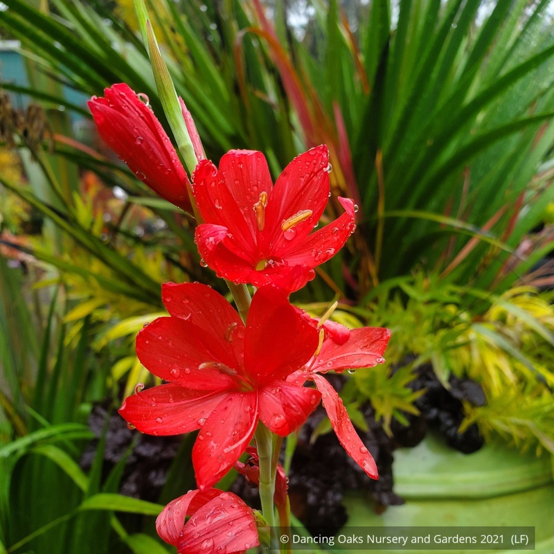 Schizostylis coccinea ‘Torero’ (syn. Hesperantha), Cape Lily or Crimson Flag