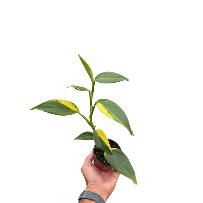 Scindapsus ‘Coriaceus’|3″ Pot